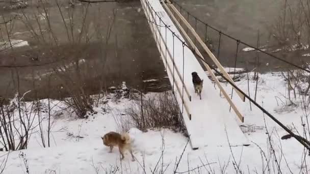 乌克兰喀尔巴阡山脉冬季的一条河流上 家犬在悬索桥上奔跑 — 图库视频影像