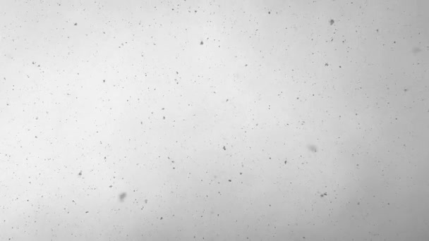 Снег Кружится Падает Темного Монохромного Зимнего Неба Медитативное Зрелище Природы — стоковое видео