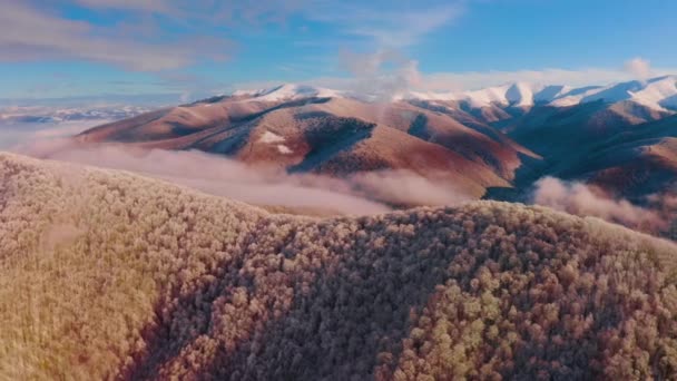 Widok Lotu Ptaka Łagodny Alpejski Krajobraz Zimie Lasy Bukowe Pokrywają — Wideo stockowe