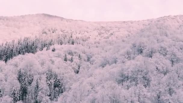 在冬天 鸟瞰着柔软的高山风景 日落时 乌克兰喀尔巴阡山脉和塔特拉河流域山毛榉森林覆盖着圆圆的雪峰 — 图库视频影像