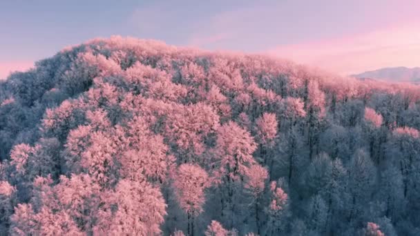 Widok Lotu Ptaka Łagodny Alpejski Krajobraz Zimie Lasy Bukowe Pokrywają — Wideo stockowe