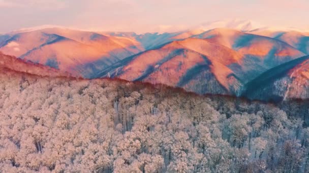 冬の柔らかいアルプスの風景を眺める鳥の目 ビーチフォレストは ウクライナのカルパチア人とタトラで日没に覆われた高い雪に覆われた尾根を覆います — ストック動画