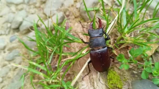 Raro Escarabajo Ciervos Con Grandes Astas Aterrizó Luego Siguió Con — Vídeos de Stock