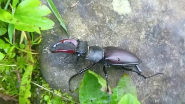 Rare Deer Beetle Large Antlers Landed Went Its Business Foot — Stock Video