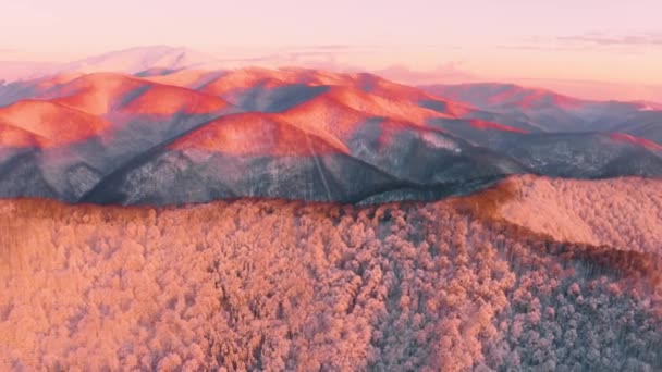 Vogelperspektive Auf Eine Sanfte Alpine Landschaft Winter Buchenwälder Bedecken Abgerundete — Stockvideo