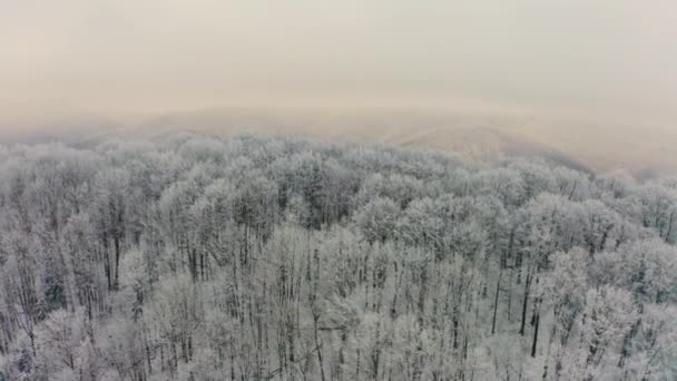Ucrânia Cárpatos Inverno Nevado Transcarpathia Velocidade Drone Vista Pássaro Mostra — Vídeo de Stock