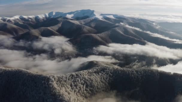 Ορνιθοσκαλίσματα Ενός Σκληρού Μονοχρωματικού Αλπικού Τοπίου Χειμώνα Ομίχλη Δάση Οξιάς — Αρχείο Βίντεο