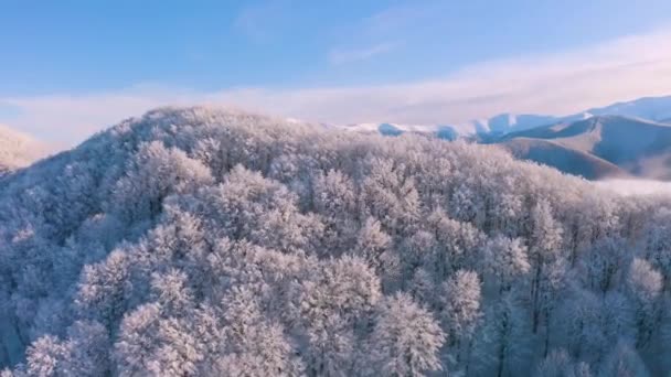 Ορνιθοσκαλίσματα Ενός Σκληρού Μονοχρωματικού Αλπικού Τοπίου Χειμώνα Ομίχλη Δάση Οξιάς — Αρχείο Βίντεο