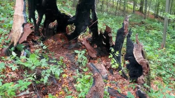 Der Seltene Fall Dass Ein Baum Einem Buchenwald Vom Blitz — Stockvideo