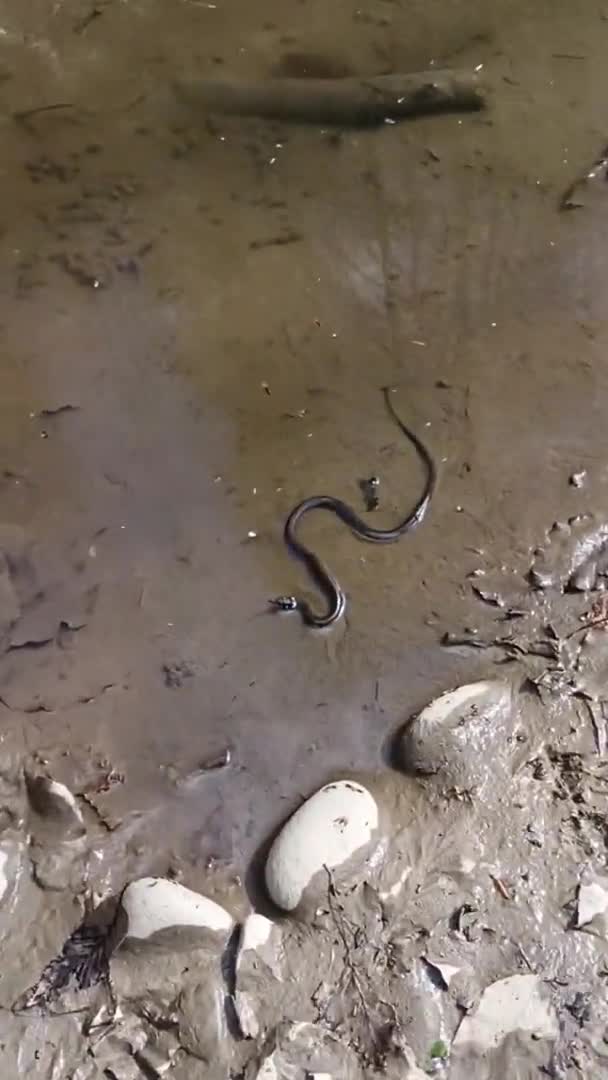 Primavera Los Animales Jóvenes Nadan Charco Creciendo Serpientes Cárpatos Ordinarias — Vídeos de Stock