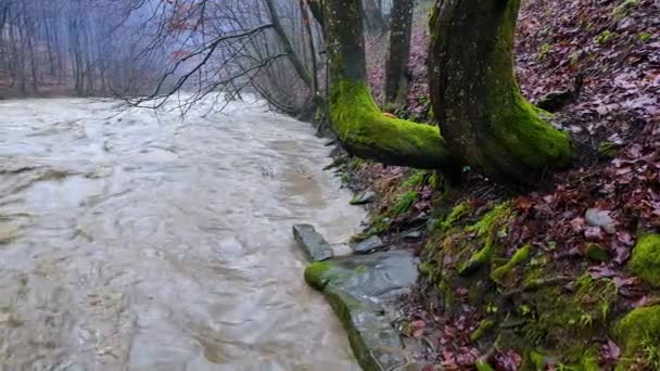 Украина Карпаты Сильные Наводнения Горах Зимой После Дождей Масса Воды — стоковое видео