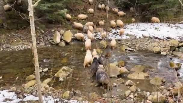 Ovelhas Casacos Grossos Pastam Floresta Inverno Atravessam Rio Frio Montanha — Vídeo de Stock