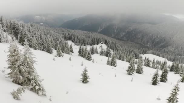 Karpaterna Vintern Ukraina Täckta Med Snö Från Höjden Drönare Flygning — Stockvideo
