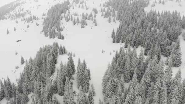 Karpaterna Vintern Ukraina Täckta Med Snö Från Höjden Drönare Flygning — Stockvideo