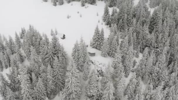 Karpaten Winter Oekraïne Zijn Bedekt Met Sneeuw Vanaf Hoogte Van — Stockvideo