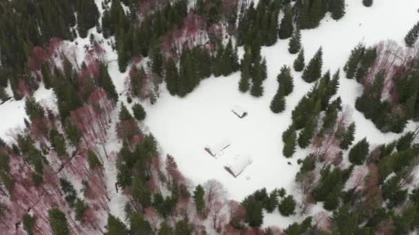 无人驾驶飞机在乌克兰山毛榉和云杉林之间盘旋 俯瞰着山地人的喀尔巴阡山脉森林农场 马群和羊群都住在那里 — 图库视频影像