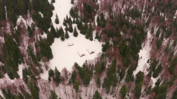 无人驾驶飞机在乌克兰山毛榉和云杉林之间盘旋 俯瞰着山地人的喀尔巴阡山脉森林农场 马群和羊群都住在那里 — 图库视频影像