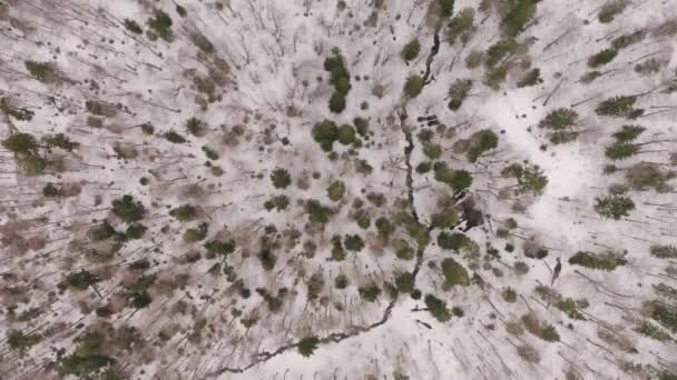 Drone Κάνει Στροφές Πάνω Από Καρπάθιο Δάσος Αγρόκτημα Των Ορειβάτες — Αρχείο Βίντεο