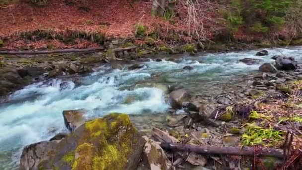 清澈的山河 从融化的雪地和翠绿的水 河岸上有野生山毛榉和云杉林 地面上覆盖着秋天的树叶 春天来了 — 图库视频影像