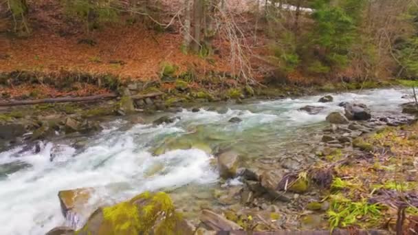 清澈的山河 从融化的雪地和翠绿的水 河岸上有野生山毛榉和云杉林 地面上覆盖着秋天的树叶 春天来了 — 图库视频影像