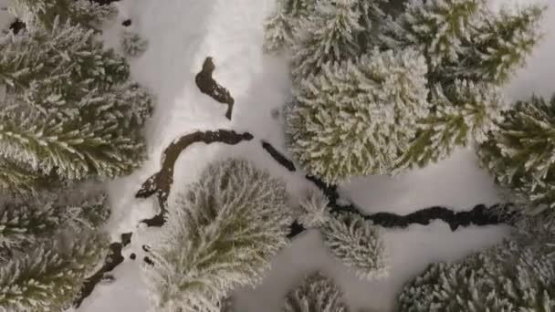 カルパチア人の頂上から澄んだ山の川 銀行には野生のブナとスプルースの森があり 地面は雪で覆われ 春が来て ドローンは鳥のように飛ぶ — ストック動画