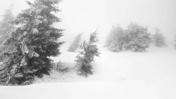 一场暴风雪和霜冻使高山云杉树和灌木在冬天变成了令人难以置信的奇景 美丽的色调和高山自然的色彩 — 图库视频影像