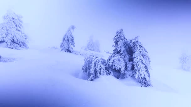 Снігова Буря Мороз Перетворили Високогірні Ялинові Дерева Кущі Дивовижні Фантастичні — стокове відео