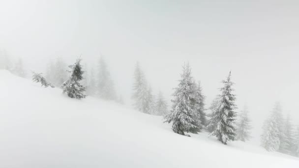 雪嵐と霜は 高山のスプルースの木と茂みを素晴らしい風景に変えました 美しいトーンと冬のアルペン自然の色 — ストック動画