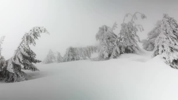 Een Sneeuwstorm Vorst Maakten Van Hoge Berg Sparren Bomen Struiken — Stockvideo