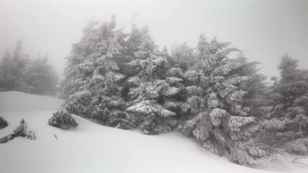 Snowstorm Frost Turned High Mountain Spruce Trees Bushes Fabulous Fantastic — Stock Video
