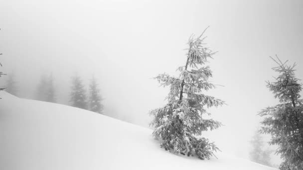 Una Tormenta Nieve Heladas Convirtieron Abetos Arbustos Alta Montaña Fabulosas — Vídeo de stock