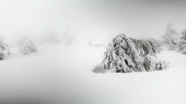 Kar Fırtınası Don Yüksek Dağ Ladin Ağaçlarını Çalıları Kışın Harika — Stok video
