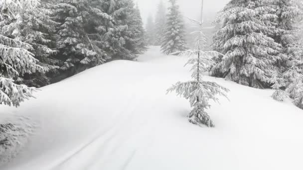 Uma Tempestade Neve Geada Transformou Árvores Abeto Alta Montanha Arbustos — Vídeo de Stock