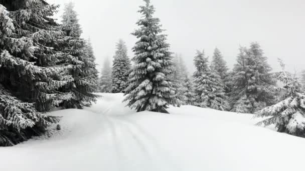 Una Tempesta Neve Gelo Trasformato Abeti Alta Montagna Cespugli Favolose — Video Stock