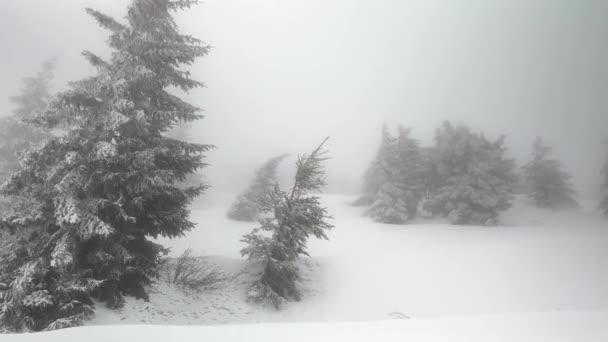 Śnieżyca Mróz Zamieniły Wysokie Górskie Świerki Krzewy Fantastyczne Sceny Piękne — Wideo stockowe