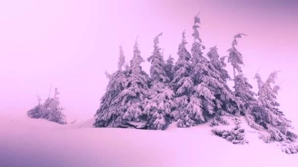 Een Sneeuwstorm Vorst Maakten Van Hoge Berg Sparren Bomen Struiken — Stockvideo