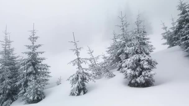 Kar Fırtınası Don Yüksek Dağ Ladin Ağaçlarını Çalıları Kışın Harika — Stok video