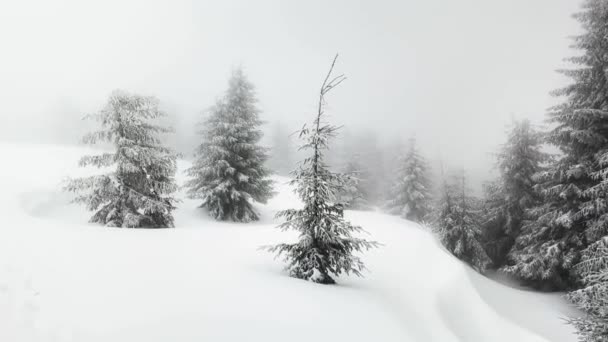 Μια Χιονοθύελλα Και Παγετός Γύρισε Ψηλά Βουνά Έλατο Δέντρα Και — Αρχείο Βίντεο