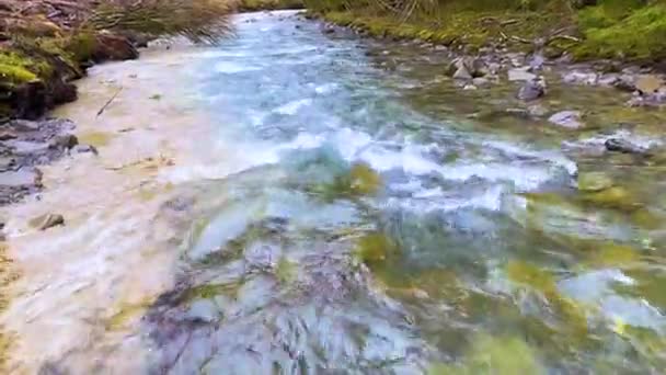 Sağ Taraftaki Açıklıkta Tüm Arazi Araçları Ormanı Nehir Kıyı Boyunca — Stok video
