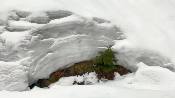 一场暴风雪和霜冻使高山喀尔巴阡山脉变成了难以置信的奇幻场景 一场雪崩在一棵小圣诞树上的力量 以及冬季的高山自然 — 图库视频影像