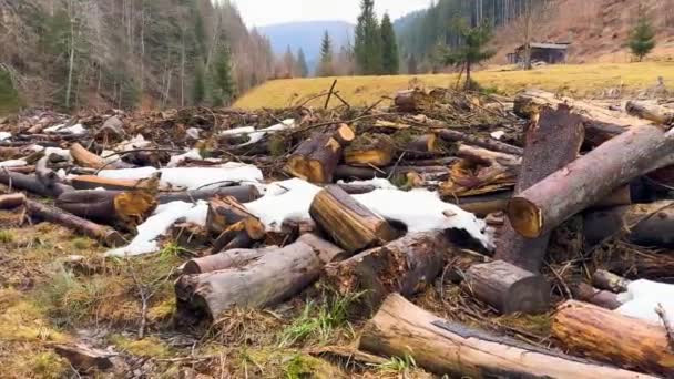 Carpathian Forest Clearing Seeing Dirt Destruction Destroyed Trees Soil River — Stock Video