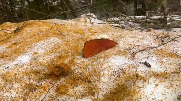 Olcha Czerwony Żółty Pomarańczowy Trociny Karpackiej Drodze Górskiej Ukrainie Kolorowe — Wideo stockowe