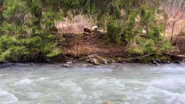从喀尔巴阡山脉的山峰上清澈的山河 河岸上有野生山毛榉和云杉林 春天来了 带着铃铛的羊群正在牧场附近放牧 — 图库视频影像