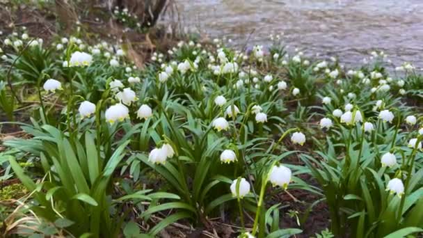 End Winter Beginning Spring First Flowers Appear Delicate Fragrant Snowdrops — Stock Video