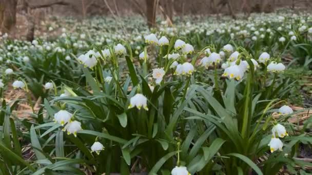 Final Inverno Início Primavera Primeiras Flores Aparecem Delicadas Gotas Neve — Vídeo de Stock