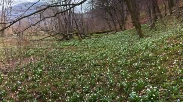 Final Del Invierno Comienzo Primavera Aparecen Las Primeras Flores Delicadas — Vídeos de Stock