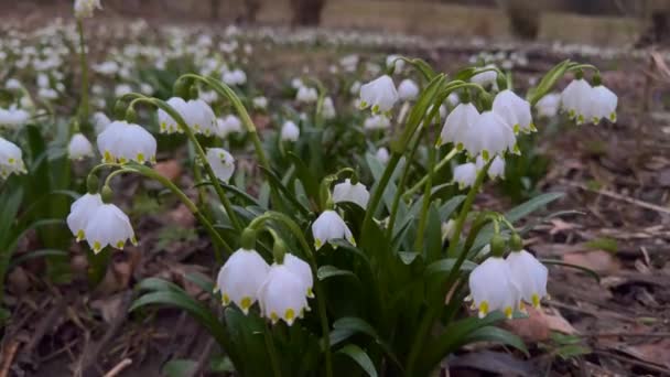 Final Del Invierno Comienzo Primavera Aparecen Las Primeras Flores Delicadas — Vídeo de stock