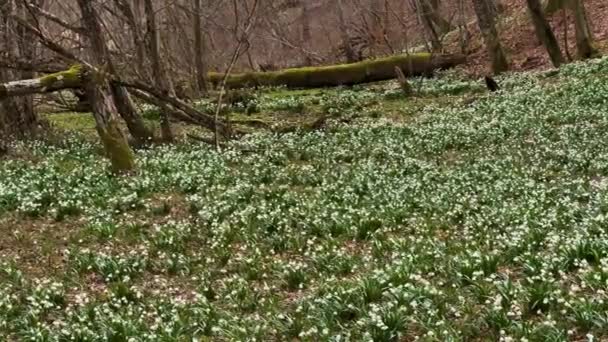 Zimą Alpach Tatrach Karpatach Jest Dużo Śniegu Piękne Kanały Wiosną — Wideo stockowe