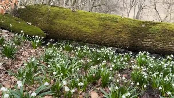 Tél Vége Tavasz Eleje Megjelennek Első Virágok Finom Illatú Hóvirág — Stock videók