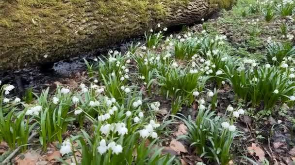 Конец Зимы Начало Весны Появляются Первые Цветы Нежные Душистые Подснежники — стоковое видео